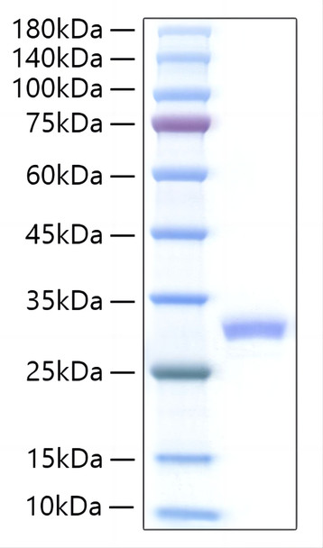Recombinant Mouse IL-27A Protein (RPCB1257)