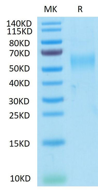Recombinant Cynomolgus GFRAL Protein (RPCB1399)