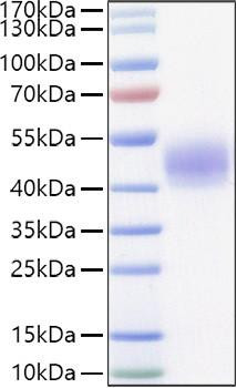 Recombinant Mouse Lung surfactant protein D/SFTPD Protein (RPCB1437)
