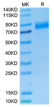 Recombinant Human NKG2A&KLRD1/CD159a&CD94 Protein (RPCB1538)
