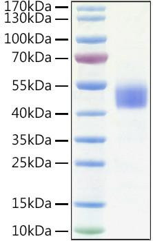 Recombinant Human IGFBP-3 Protein (RPCB1541)