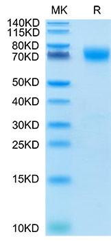 Recombinant Cynomolgus B7-H3/CD276 Protein (RPCB1588)