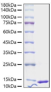 Recombinant Human S100-A4 Protein (RPCB1634)