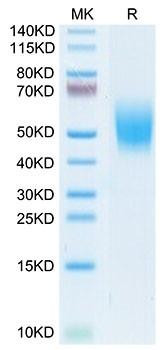 Recombinant Cynomolgus DNAM-1/CD226 Protein (RPCB1688)