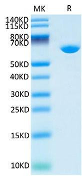 Recombinant Cynomolgus Serum albumin/ALB Protein (RPCB1726)