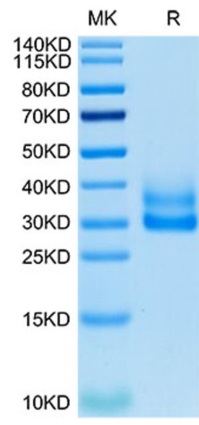 Recombinant Cynomolgus/Rhesus macaque TNFRSF9/4-1BB Protein (RPCB1727)