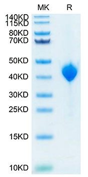 Recombinant Cynomolgus Nectin-4/PVRL4 Protein (RPCB1735)