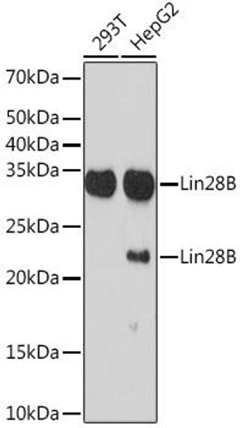 Anti-Lin28B Antibody (CAB9524)