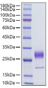 Recombinant Human FGF-7/HBGF-7/KGF Protein (RPCB1793)