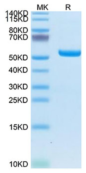 Biotinylated Recombinant  Human LMP2 (HLA-A*02:01) Complex Protein (RPCB1799)