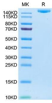 Recombinant Human IGF2R/CD222 Protein (RPCB1803)