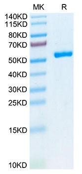 Biotinylated Recombinant  Human P53 WT (HLA-A*02:01) Complex Protein (RPCB1814)