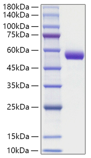 Recombinant Human Intrinsic factor/CBLIF Protein (RPCB1831)