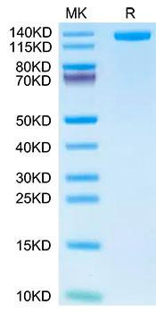 Recombinant Human CD163 Protein (RPCB1837)