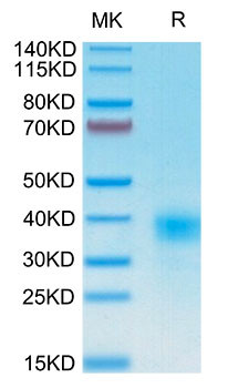 Recombinant Human KP43/KLRD1/CD94 Protein (RPCB1846)