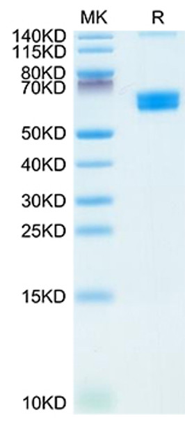 Recombinant Mouse CLEC9A/CD370 Protein (RPCB1865)