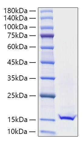 Recombinant Mouse Galectin-1/LGALS1 Protein (RPCB1869)