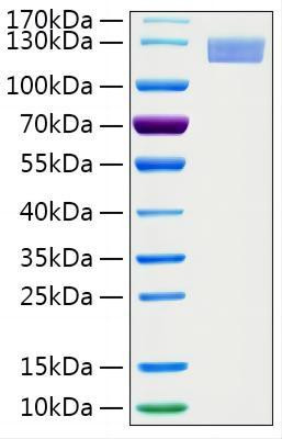 Recombinant Human ERAP2 Protein (RPCB1946)