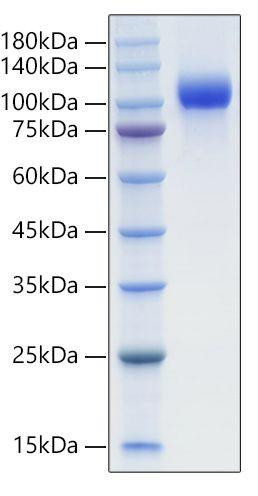 Recombinant Mouse EGFR/HER1 Protein (RPCB1995)