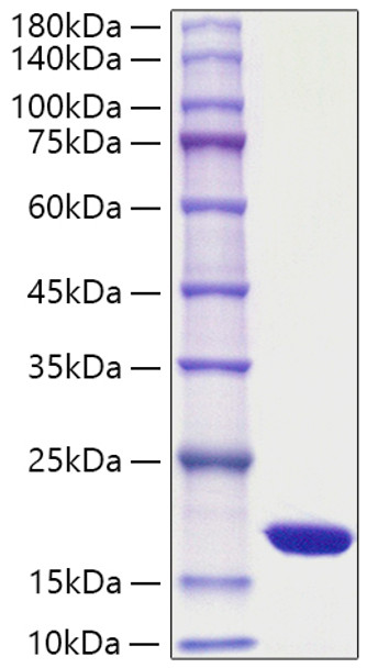 Recombinant Yeast sumo Protein (RPCB2004)