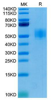 Recombinant Human GFR alpha-like/GFRAL Protein (RPCB2034)