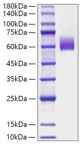 Recombinant Mouse IgE Protein (RPCB2070)