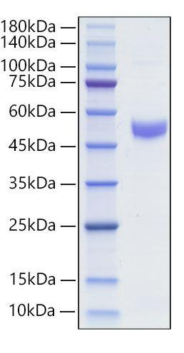 Recombinant Mouse  IgM  Protein (RPCB2076)