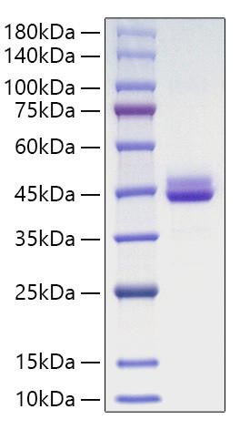 Recombinant Human CDC42 Protein (RPCB2132)