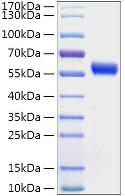 Recombinant Human Calumenin/CALU Protein (RPCB2139)