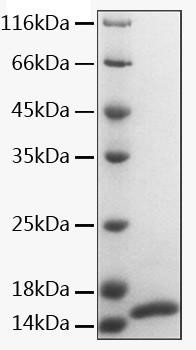 Recombinant Human Calmodulin-1/CALM1 Protein (RPCB2189)
