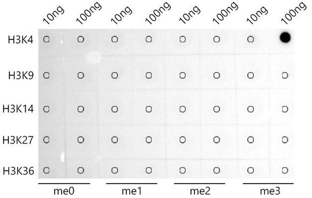 TriMethyl-Histone H3-K4 Monoclonal Antibody (CAB22146)