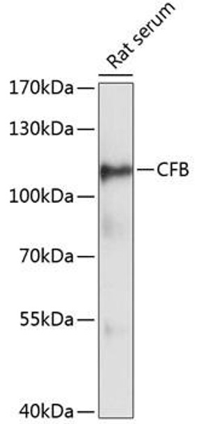 Anti-CFB Antibody (CAB13243)