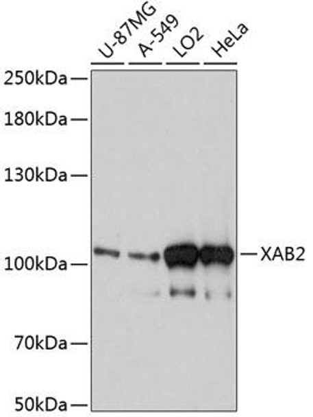 Anti-XAB2 Antibody (CAB13796)