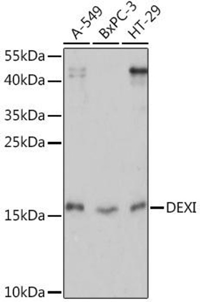 Anti-DEXI Antibody (CAB14879)