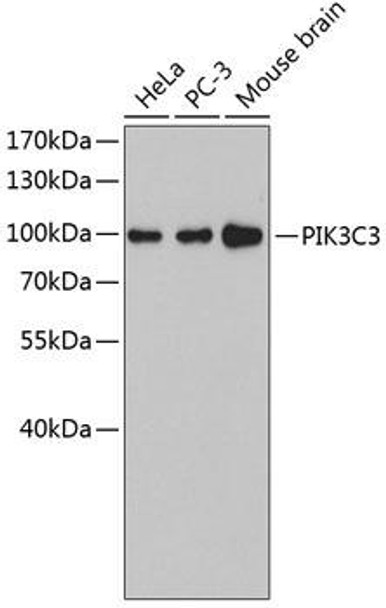 Anti-PIK3C3 Antibody (CAB4021)
