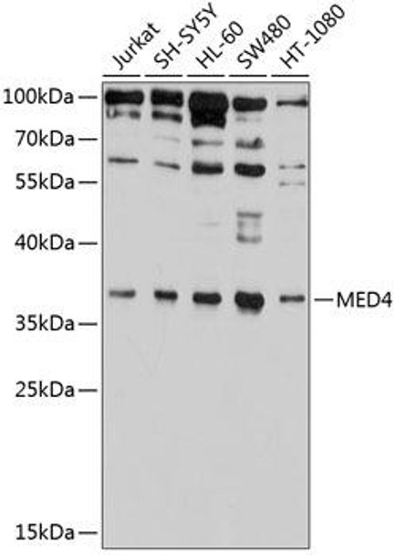 Anti-MED4 Antibody (CAB9150)