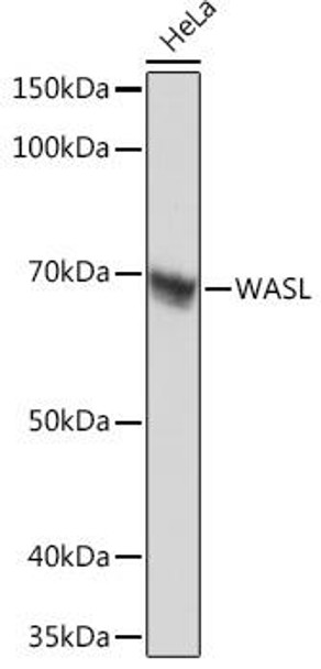 Anti-WASL Antibody (CAB2270)