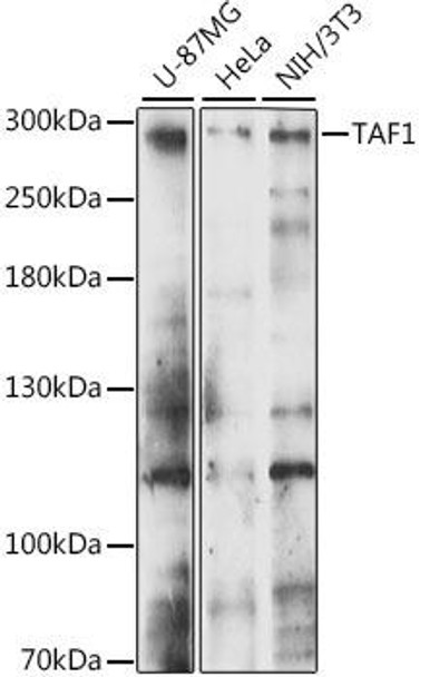 Anti-TAF1 Antibody (CAB15730)