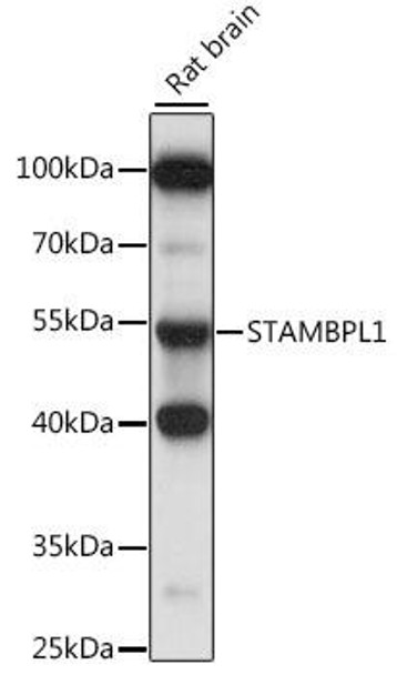 Anti-STAMBPL1 Antibody (CAB15877)