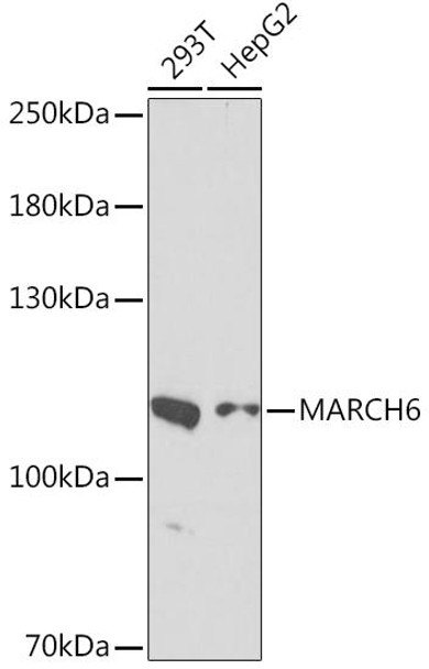 Anti-MARCH6 Antibody (CAB16097)