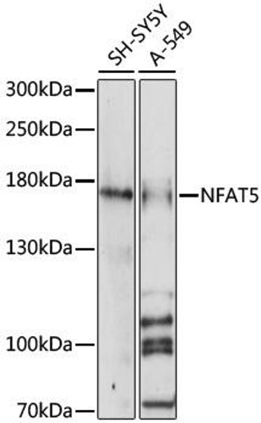 Anti-NFAT5 Antibody (CAB16649)