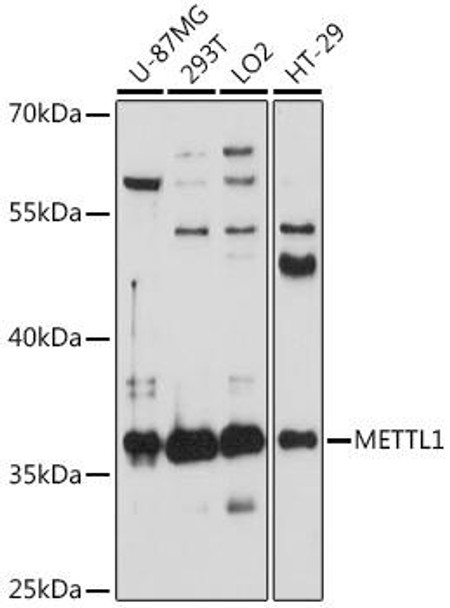 Anti-METTL1 Antibody (CAB16651)