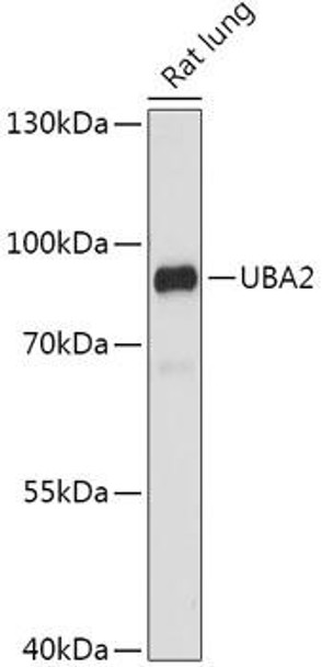 Anti-UBA2 Antibody (CAB17342)
