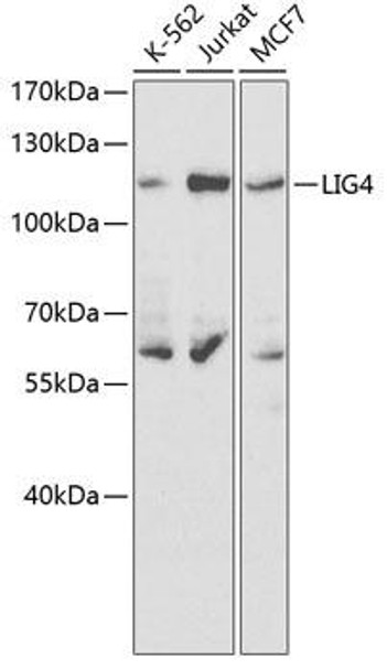 Anti-LIG4 Antibody (CAB1743)