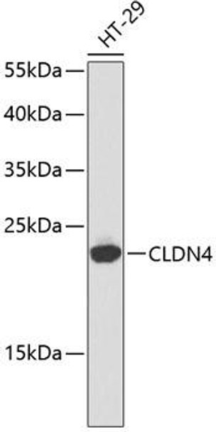 Anti-CLDN4 Antibody (CAB2947)