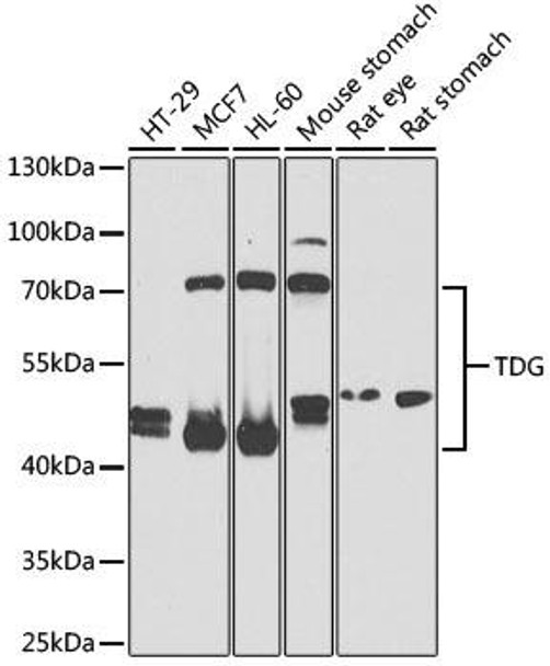 Anti-TDG Antibody (CAB5756)