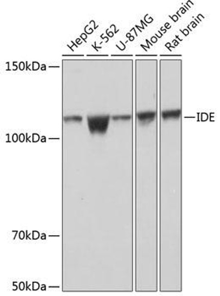 Anti-IDE Antibody (CAB11190)