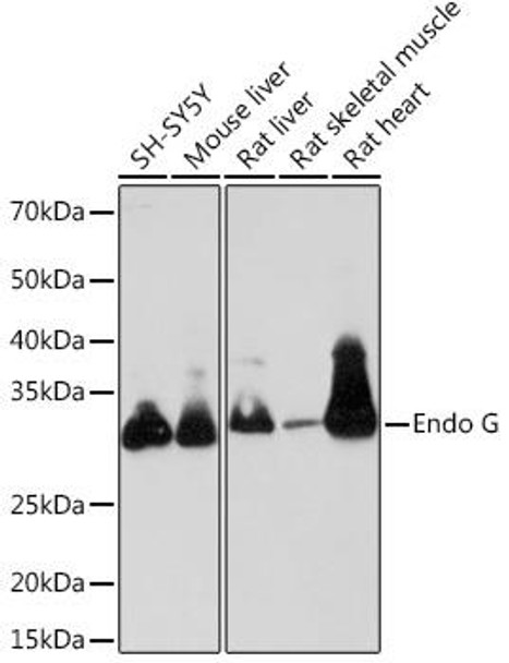 Anti-Endo G Antibody (CAB8801)