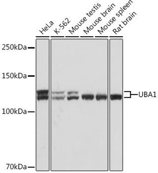Anti-UBA1 Antibody (CAB9254)