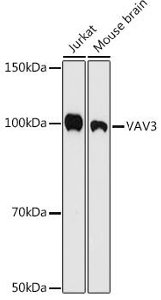 Anti-VAV3 Antibody (CAB9583)